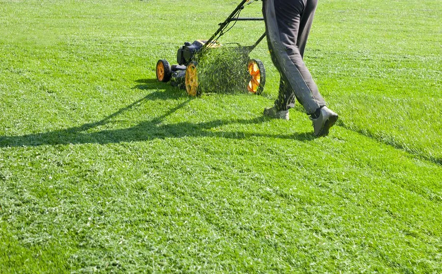 Custom lawn care service experts serving Tampa, FL - B Green Lawn and Shrub Care