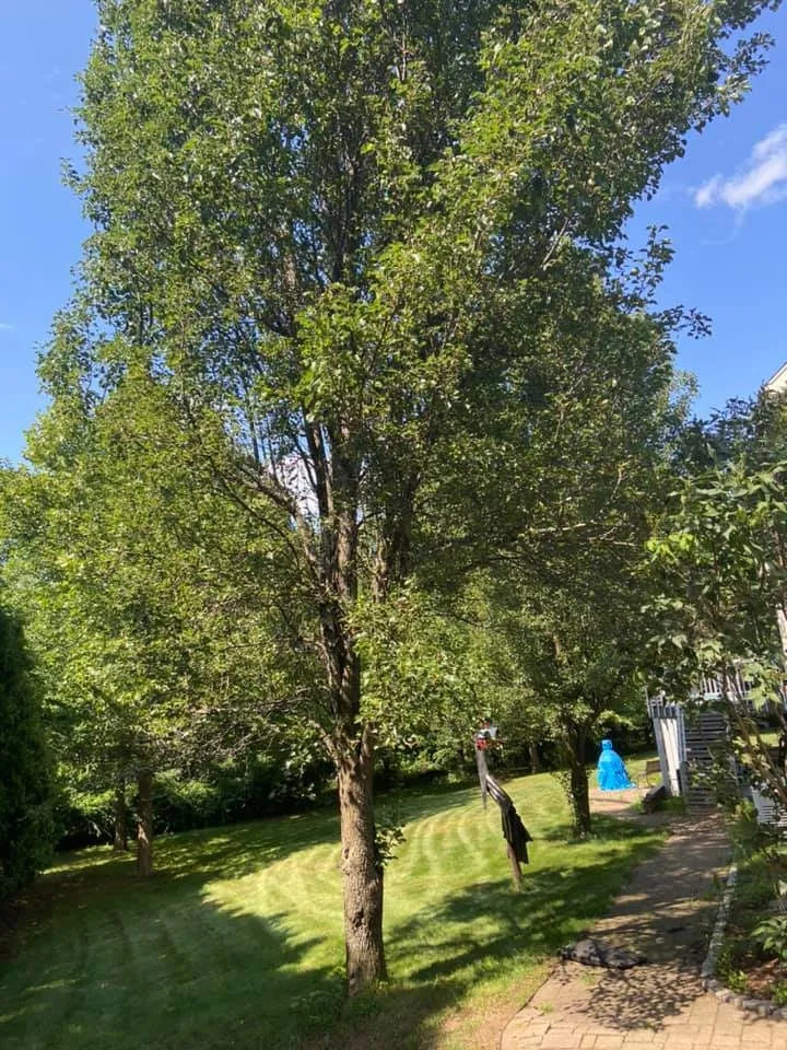 Expert yard cleanup service for outdoor upgrades across Vernon, CT - B Hills Property Services