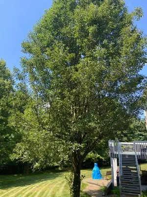 B Hills Property Services Logo