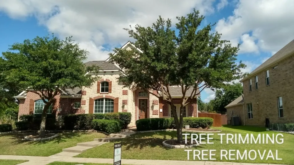 Expert yard cleanup service with custom design across Dallas, TX - B I D I T landsculpture