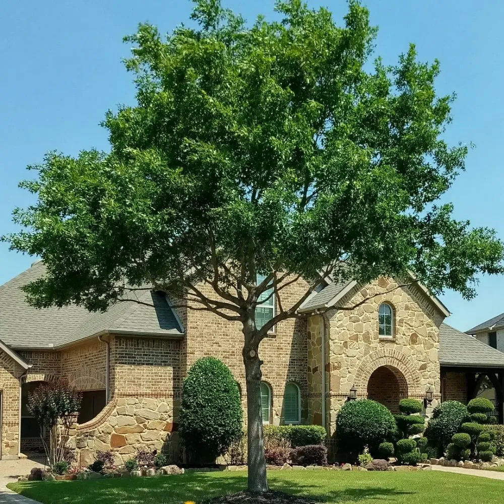 Affordable yard cleanup service for year-round maintenance in Dallas, TX by B I D I T landsculpture