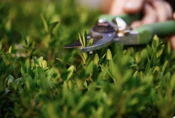 B Juracko Grass Cutting Logo