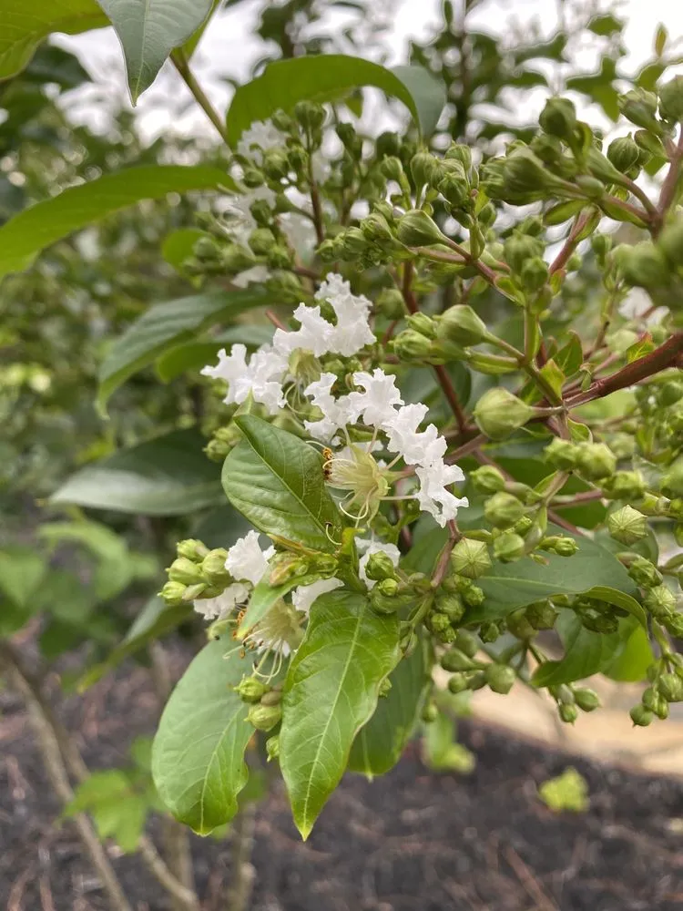 Local residential landscaping for beautiful yards across St. Cloud, FL - B K Plants