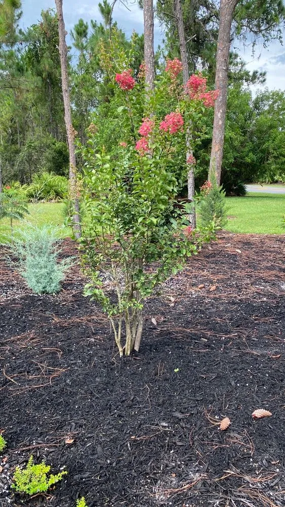 Professional lawn mowing service in St. Cloud, FL by B K Plants