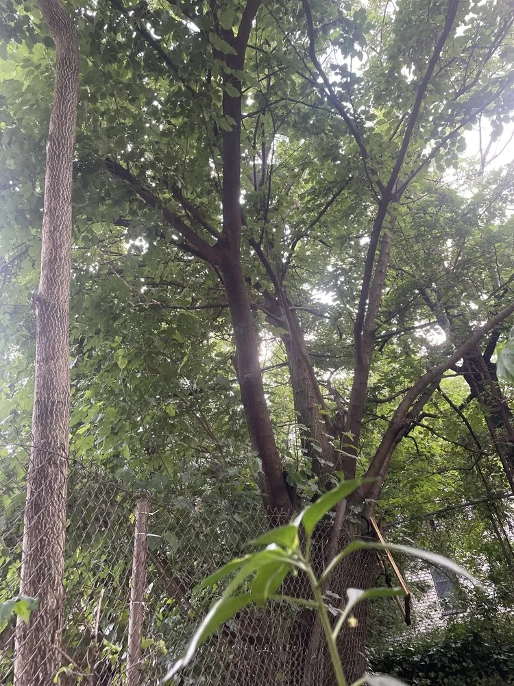 Trusted residential landscaping in Queens, NY - B Landscaping and Tree Services