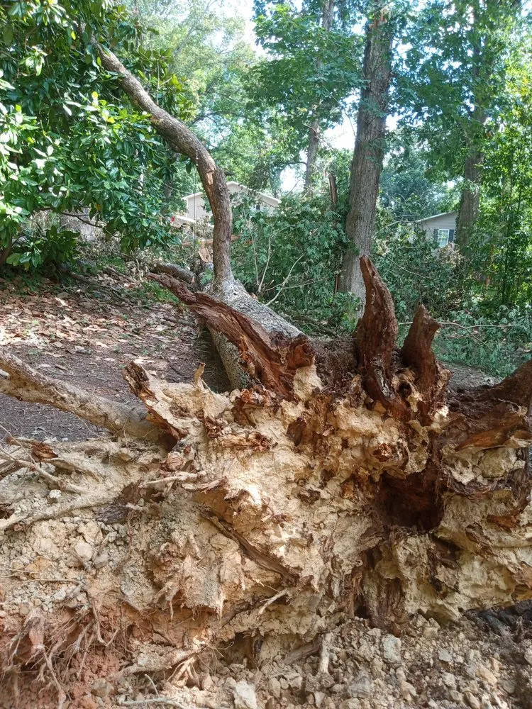 Top-rated yard cleanup service in Albemarle, NC - B S Lawncare and Stump Grinding