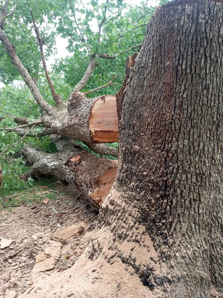 Trusted outdoor landscaping in Albemarle, NC by B S Lawncare and Stump Grinding