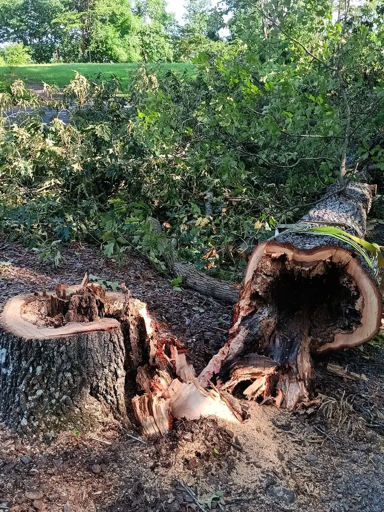 Reliable yard maintenance for year-round maintenance in Albemarle, NC by B S Lawncare and Stump Grinding