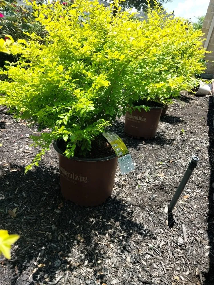 Trusted garden landscaping in Highlands, TX - B Scapes