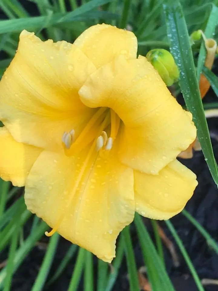 Reliable garden landscaping for outdoor upgrades in Narragansett, RI by B Souza Horticultural