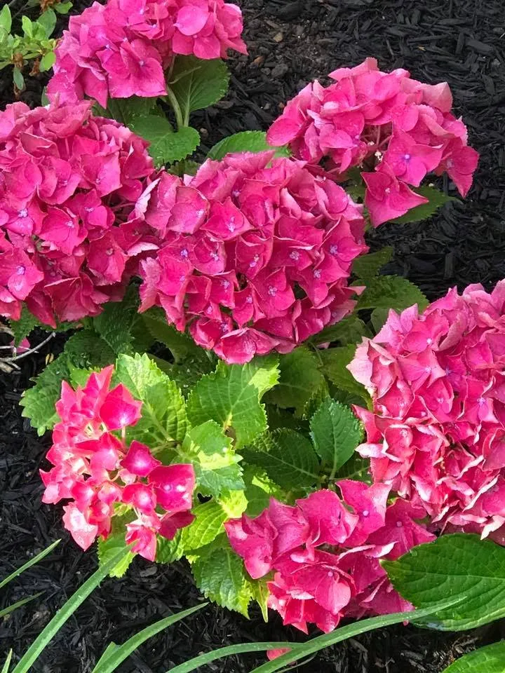 Trusted lawn mowing service with custom design in Narragansett, RI by B Souza Horticultural