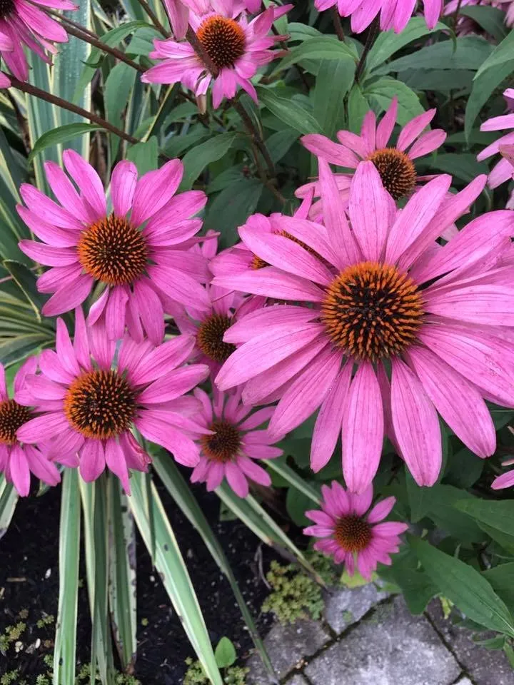 Expert landscape installation in Narragansett, RI by B Souza Horticultural