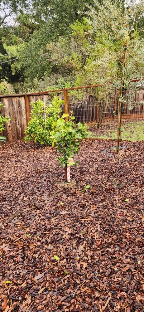 Top-rated residential landscaping near you across Redwood City, CA - B3 Landscaping