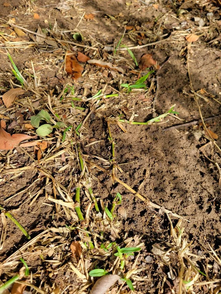 Reliable landscape installation experts serving Waco, TX - B6 Lawn