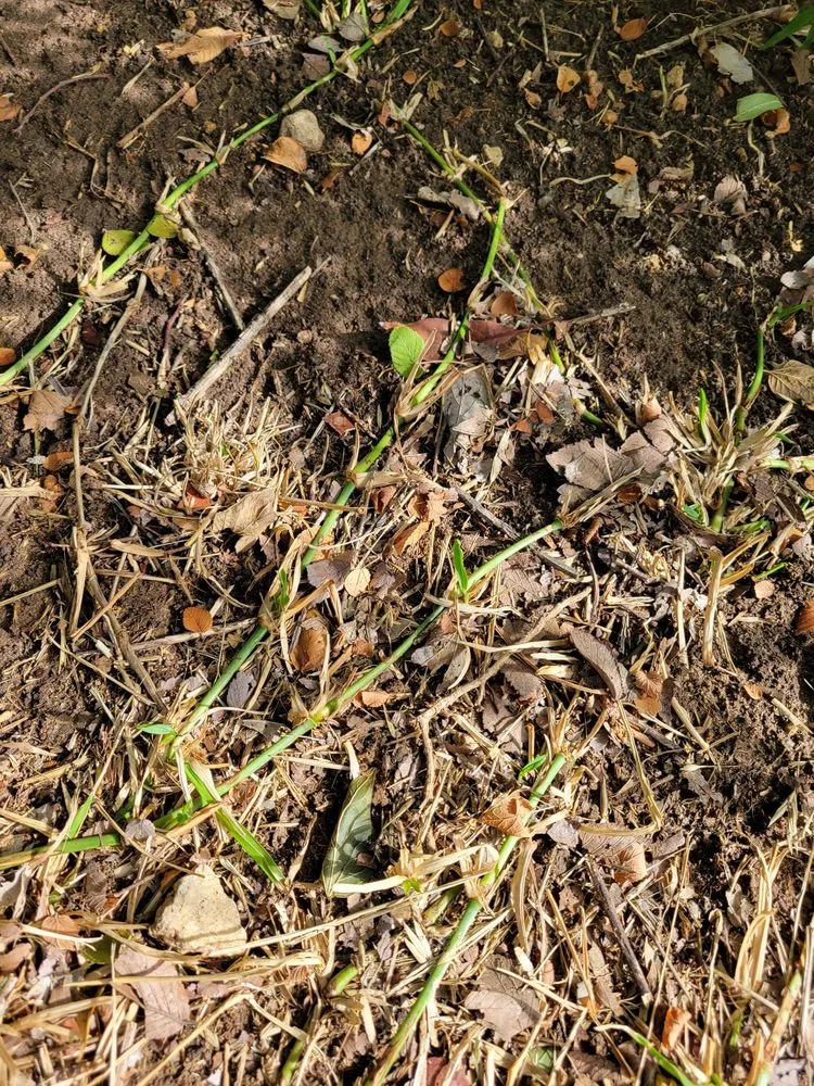 Expert landscaping services in Waco, TX - B6 Lawn