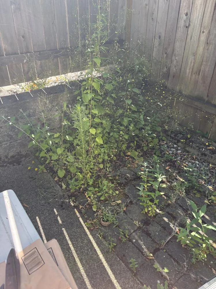 Local yard cleanup service in Seattle, WA - B&A Landscaping