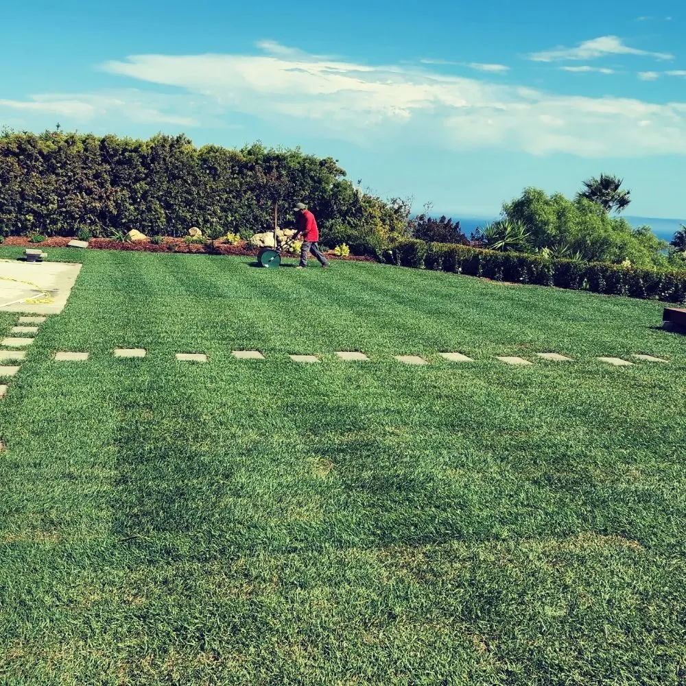 Reliable yard cleanup service in Los Angeles, CA by BA True Gardens