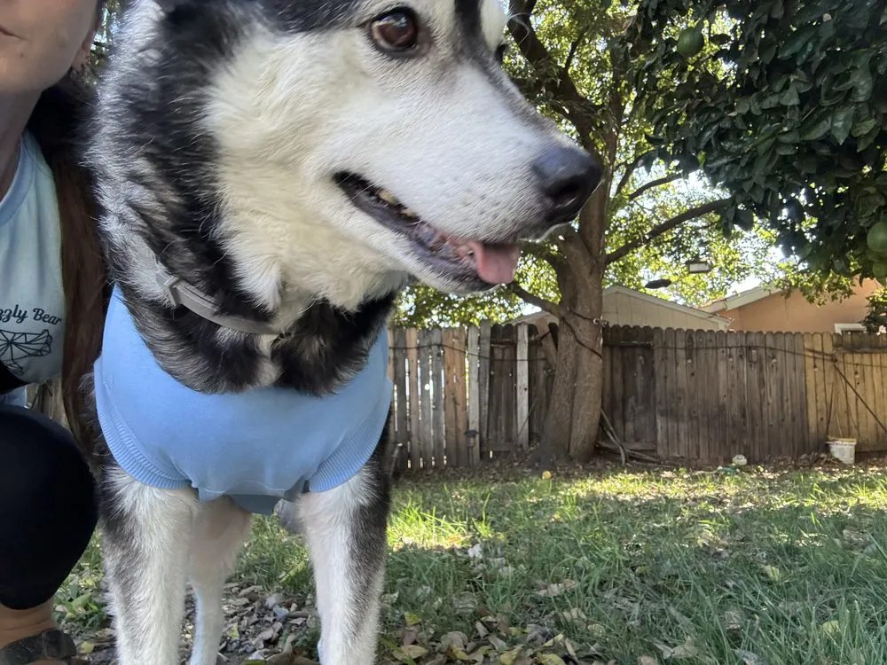 Expert landscape design for year-round maintenance in Sacramento, CA by BAAM Poop Be Gone