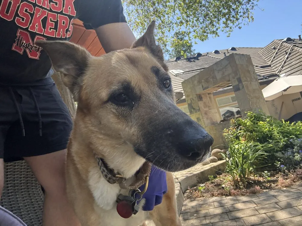 Professional landscaping services in Sacramento, CA - BAAM Poop Be Gone