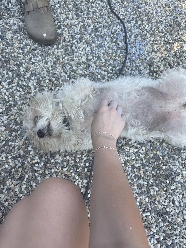 Affordable outdoor landscaping experts serving Sacramento, CA - BAAM Poop Be Gone