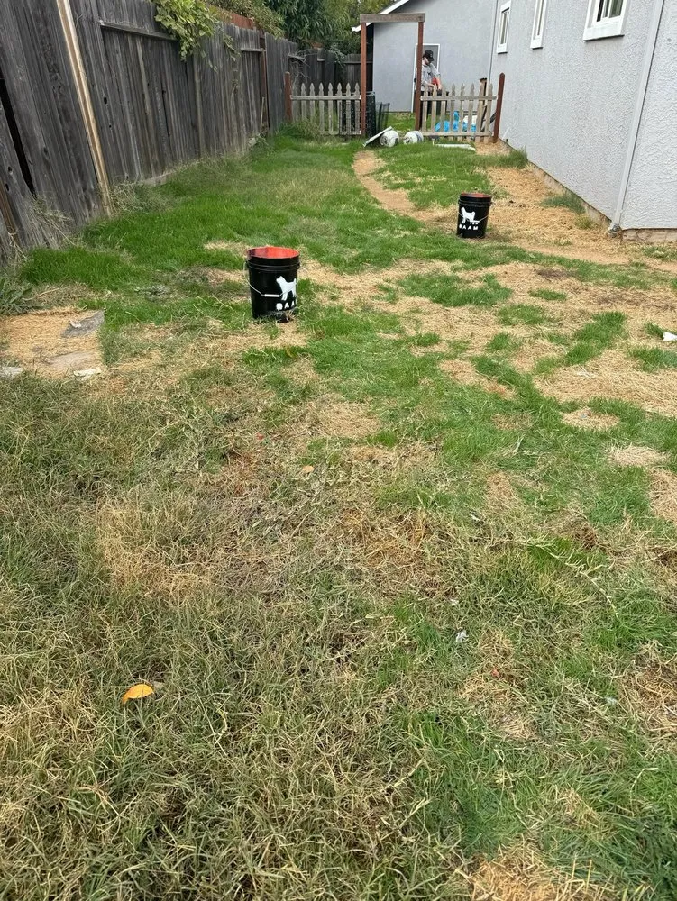 Expert lawn care service for homes in Sacramento, CA by BAAM Poop Be Gone