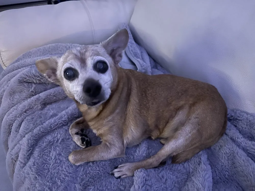 Professional garden landscaping in Sacramento, CA by BAAM Poop Be Gone