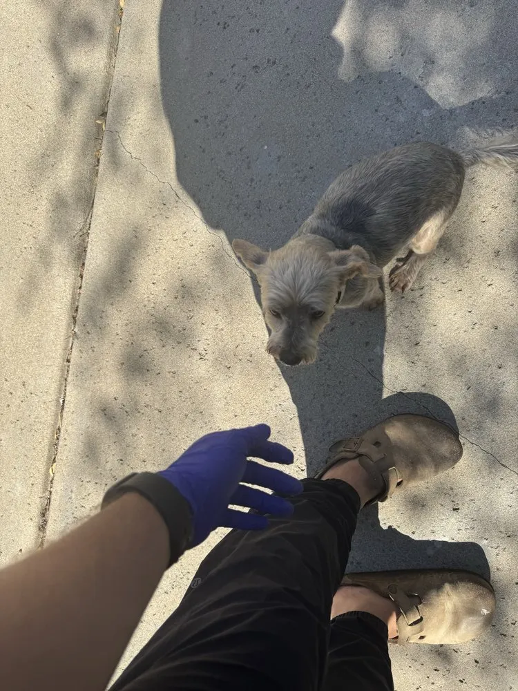 Professional landscaping services experts serving Sacramento, CA - BAAM Poop Be Gone