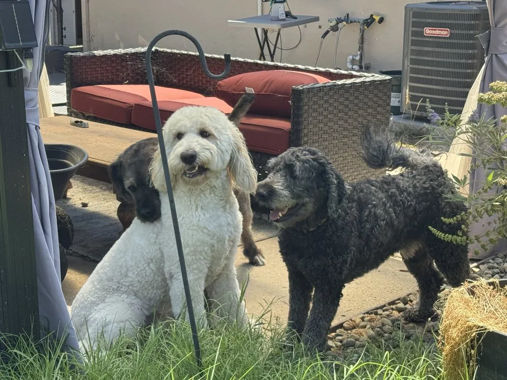 Custom lawn mowing service experts serving Sacramento, CA - BAAM Poop Be Gone