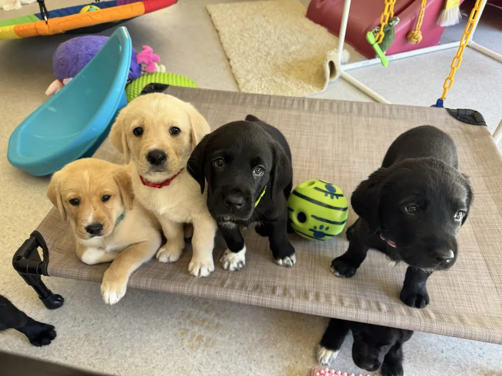 Local landscape design in Sacramento, CA by BAAM Poop Be Gone