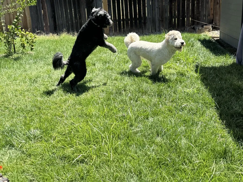 Local yard cleanup service for outdoor upgrades in Sacramento, CA by BAAM Poop Be Gone