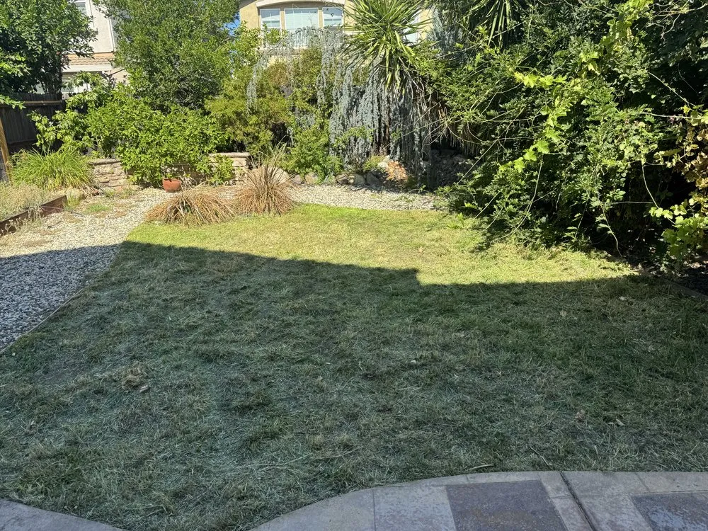 Custom yard maintenance experts serving Sacramento, CA - BAAM Poop Be Gone