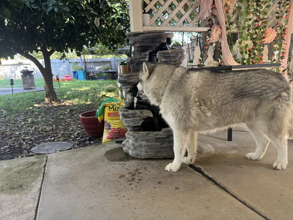 Local lawn mowing service for outdoor upgrades in Sacramento, CA by BAAM Poop Be Gone
