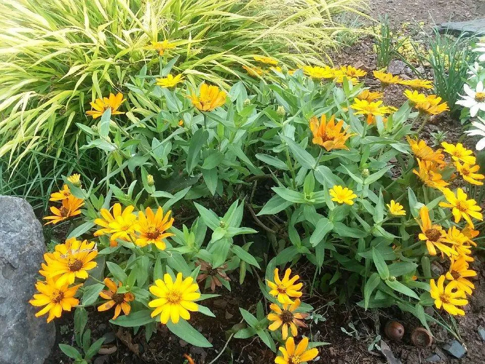 Professional residential landscaping near you across Nassau, NY - Babaraba, Ltd