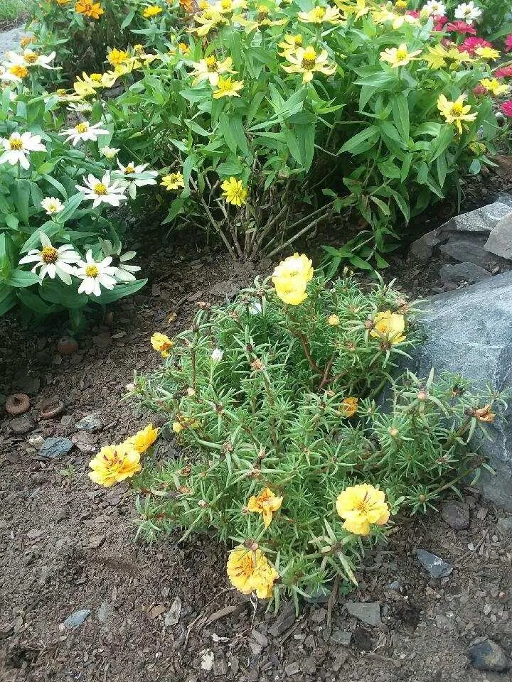 Reliable garden landscaping in Nassau, NY - Babaraba, Ltd