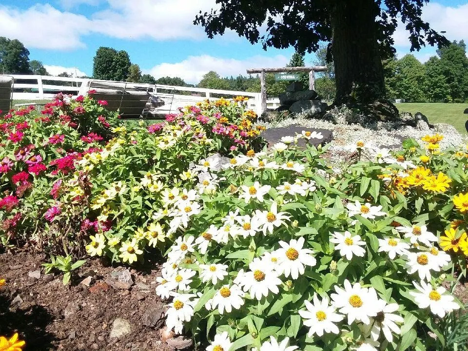 Trusted yard maintenance in Nassau, NY by Babaraba, Ltd