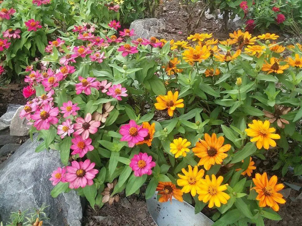 Professional yard cleanup service in Nassau, NY by Babaraba, Ltd