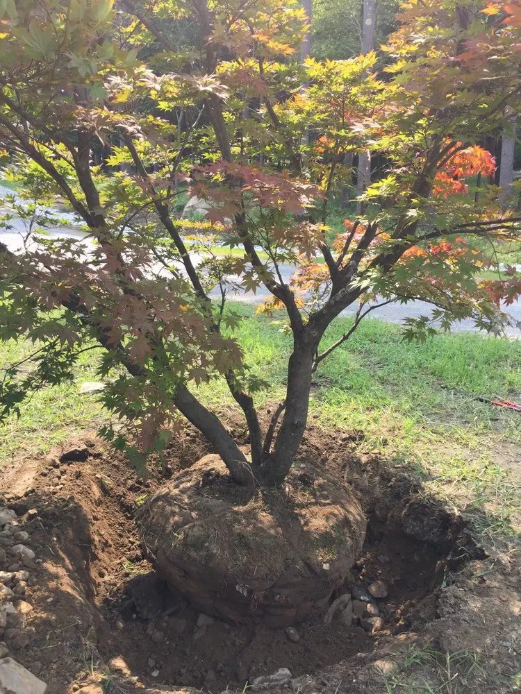 Local lawn care service for outdoor upgrades across Nassau, NY - Babaraba, Ltd