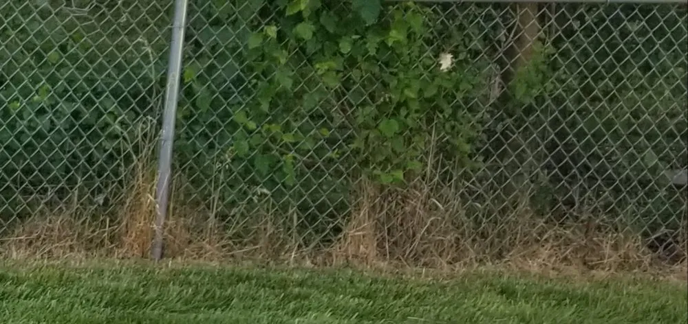 Professional garden landscaping in Roselle, IL - Babbs Landscaping & Tree Service