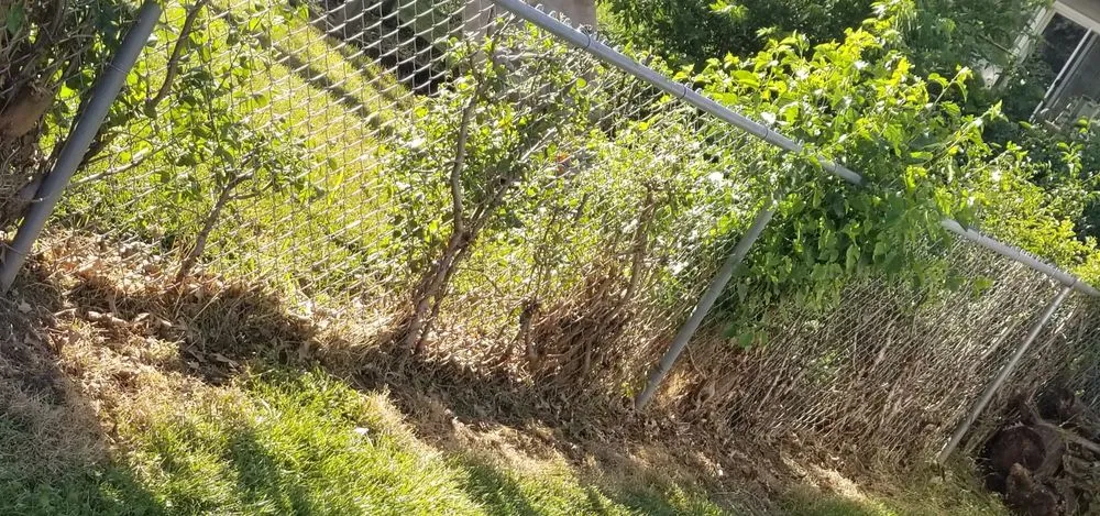 Trusted garden landscaping for residential properties across Roselle, IL - Babbs Landscaping & Tree Service