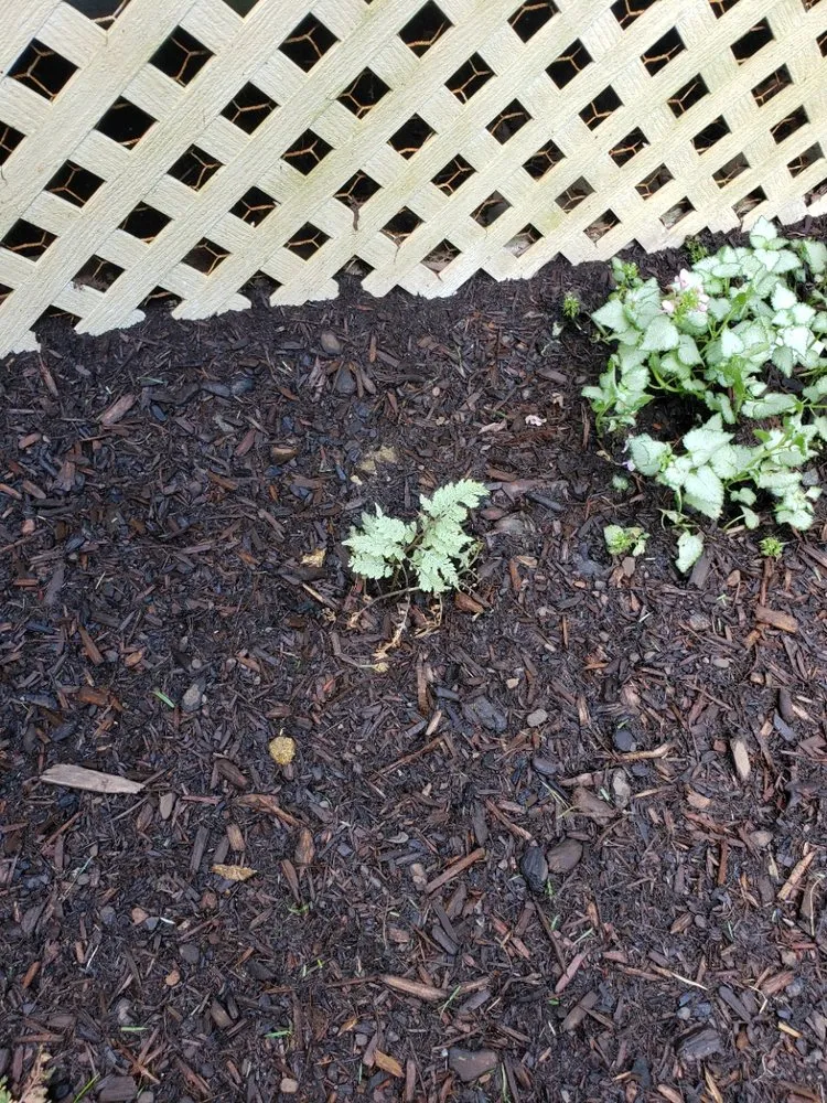 Top-rated residential landscaping in Brimfield, MA - Babe's Lawn Care