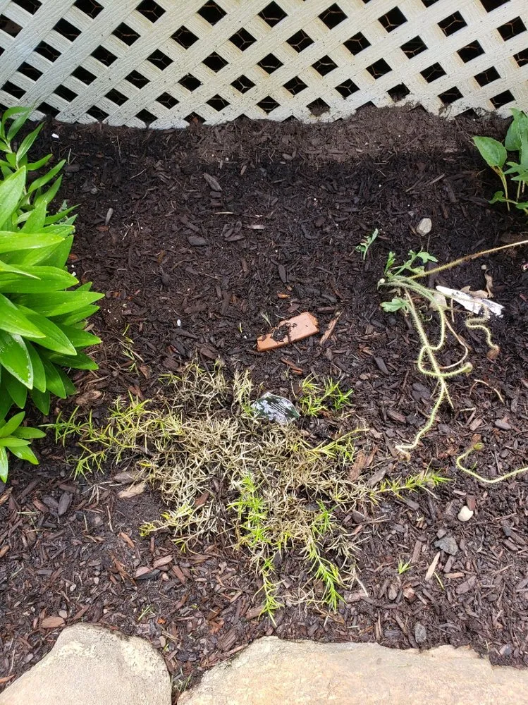 Reliable lawn mowing service experts serving Brimfield, MA - Babe's Lawn Care