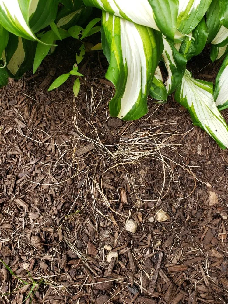 Expert outdoor landscaping in Brimfield, MA by Babe's Lawn Care