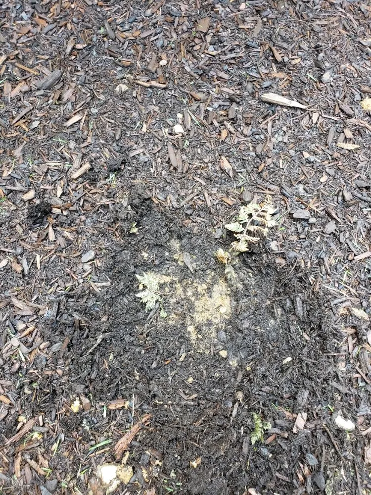 Custom landscape design in Brimfield, MA - Babe's Lawn Care