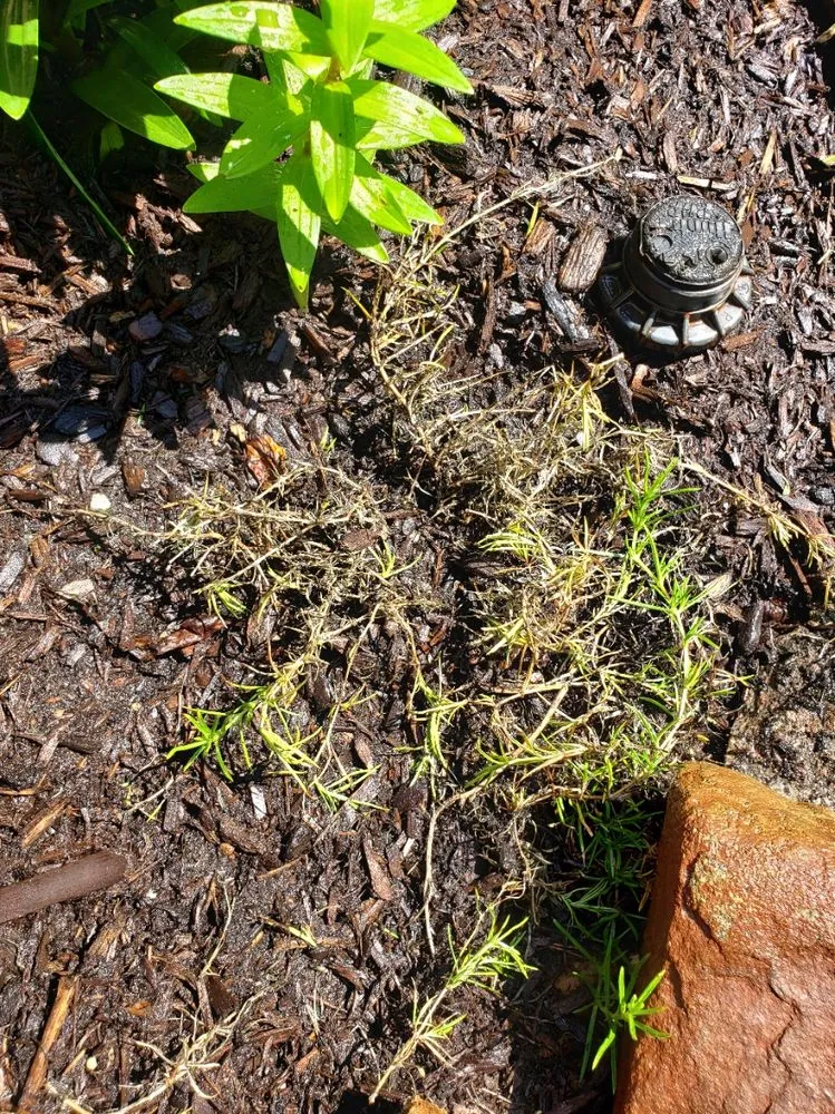 Affordable landscaping services for beautiful yards across Brimfield, MA - Babe's Lawn Care