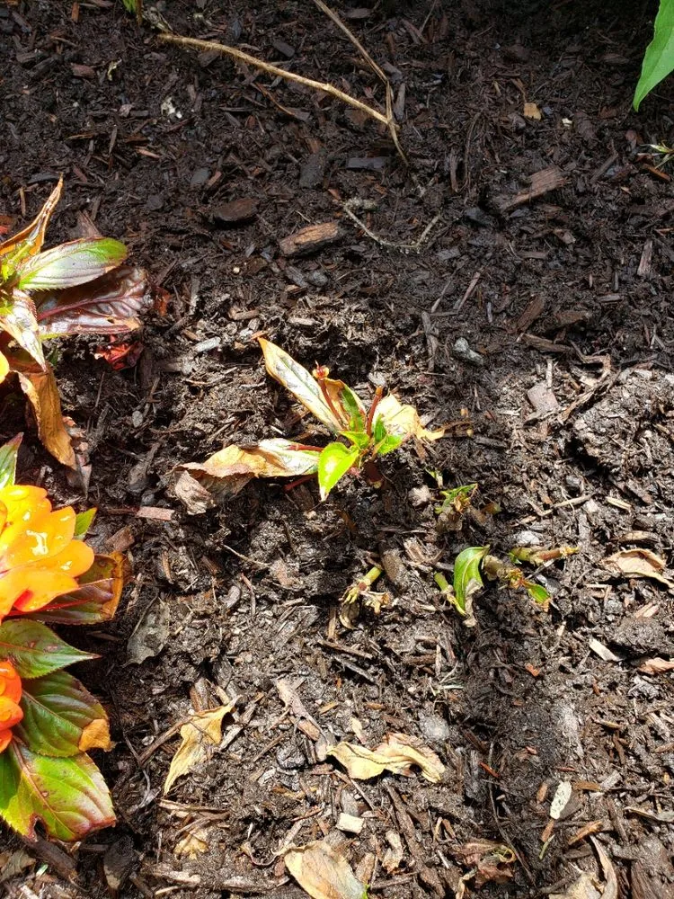 Reliable yard maintenance in Brimfield, MA - Babe's Lawn Care