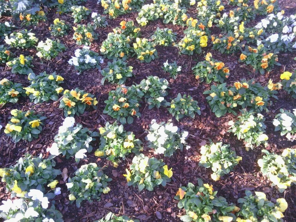 Local yard cleanup service for year-round maintenance in Pelham, AL by Baca Lanscape