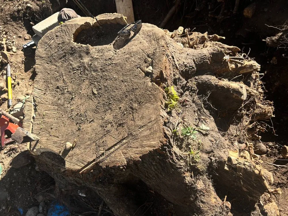 Affordable yard cleanup service for outdoor upgrades in Oconomowoc, WI by Bachmeier Custom Lawn Care