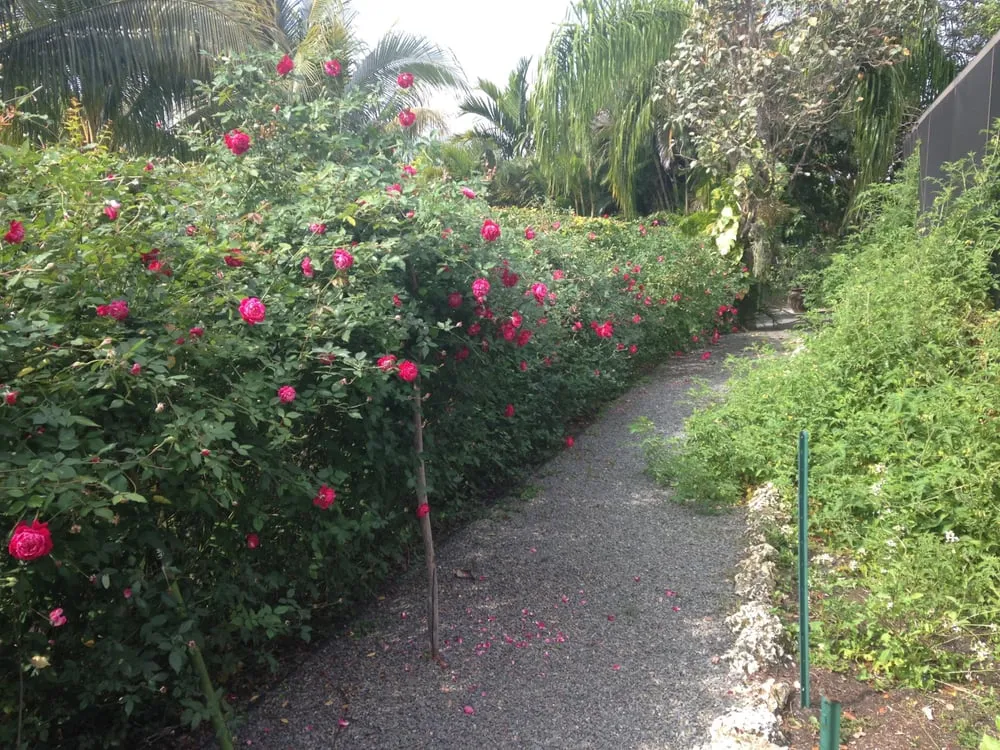 Custom landscaping services experts serving Miami, FL - Back 2 Nature Landscape Design