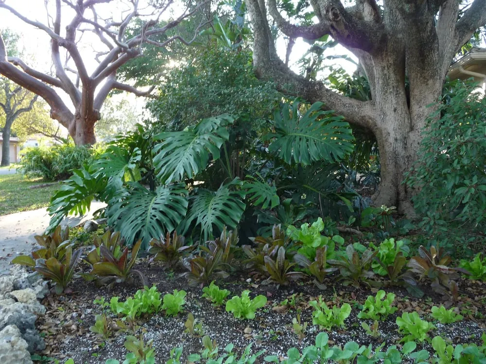 Local landscaping services for year-round maintenance in Miami, FL by Back 2 Nature Landscape Design