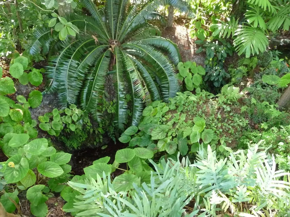 Affordable landscaping services in Miami, FL - Back 2 Nature Landscape Design